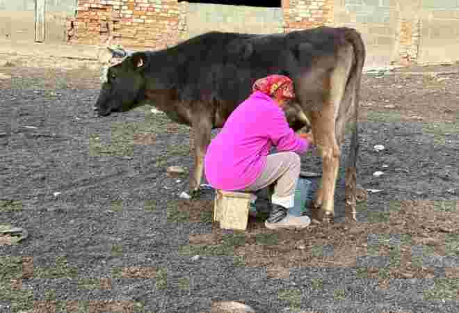 遊牧民の暮らしに溶け込む