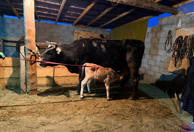 ガイドおすすめの一期一会体験