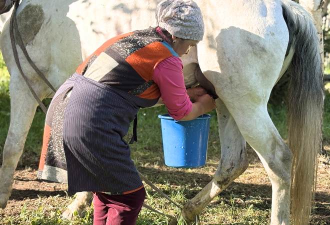 馬乳絞りを見学・搾りたてを試飲